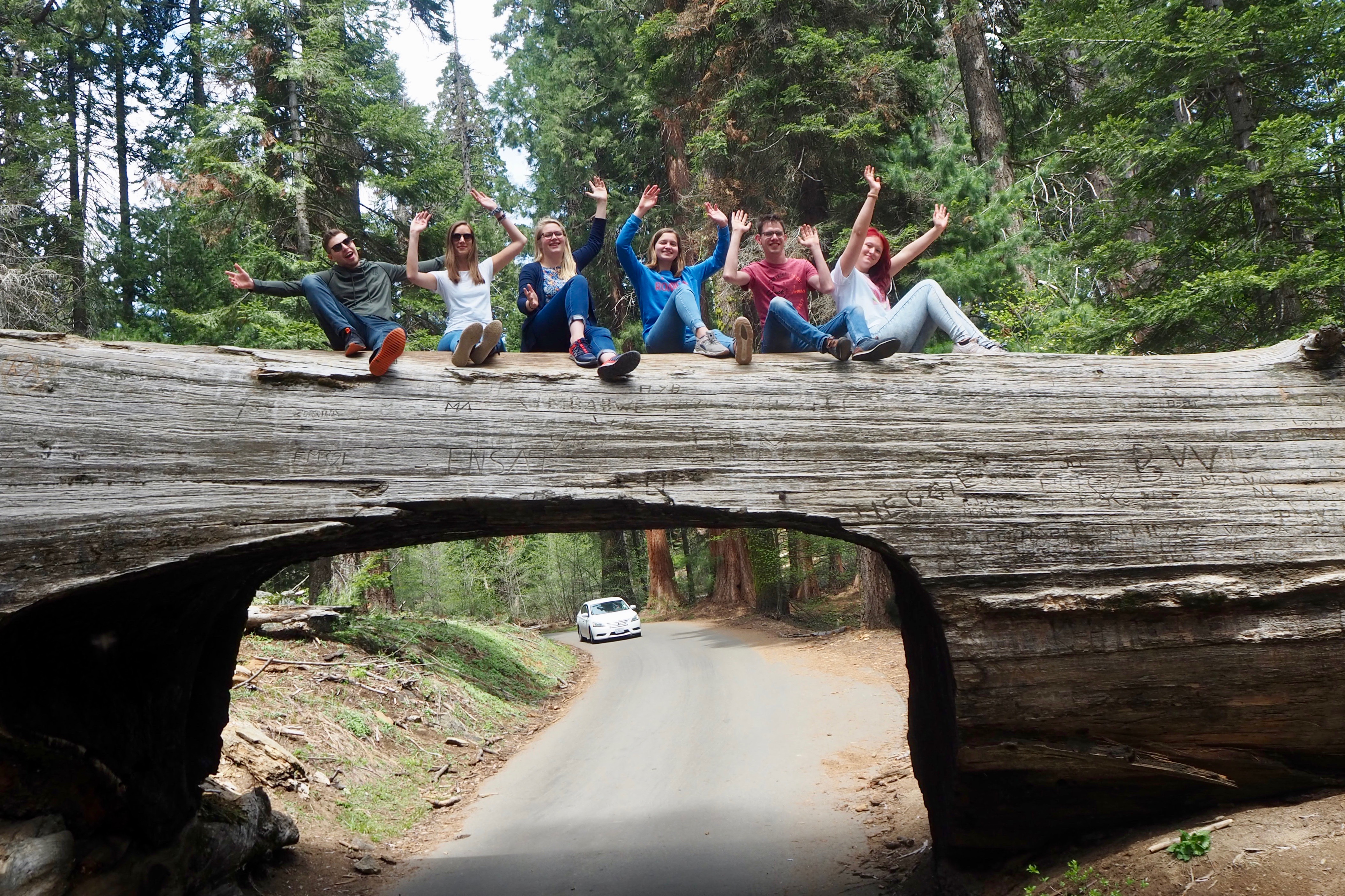 sequoia np